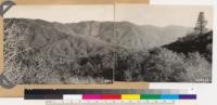 Kern County. Panorama looking south and southeast at slopes of Greenbaum Mts. In general upper slopes Ponderosa pine type, middle slopes Black oak woodland, lower slopes chaparral of Quercus garryana semota