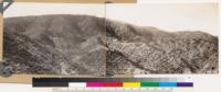 Looking S and SW from point near highway in Sespe Creek. Panorama showing bigcone spruce destroyed by Natilija fire of 1932. Foreground chaparral Adenostoma fasciculatum, Quercus dumosa, Arctostaphylos glandulosa, Cercocarpus betulaefolius. Ventura Co