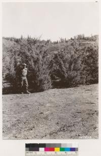 Cupressus macnabiana, and some similar to C. sargentii averaging 10-15' tall, Quercus durata, Adenostoma fasciculatum main associates