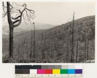 North of Big Pine Mountain. Coulter pine burn of 1933. Understory Arctostaphylos glandulosa