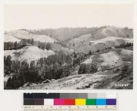 Looking northeast from hill at head of dry creek. Note redwood type at head of gulch and steep south slopes of Baccharis pilularis and Artemisia californica with scattered Douglas fir. At upper left bare areas due to heavy sheep grazing