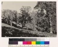 White oak woodland southwest slope on Chew Ridge. Note dense ground cover of Pteris and Artemisia vulgaris