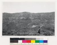 Looking NE toward Miranda Pine Mtn. Shows chamise chaparral covered slopes of Miranda Pine Mtn. Note open stand of Blue oak and Coulter pine at very summit. Adenostoma fasciculatum with Salvia mellifera, Quercus dumosa, Cercocarpus betulaefolius, Ceanothus cuneatus, Arctostaphylos glauca. Santa Barbara County