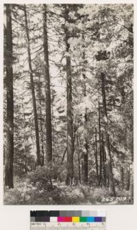 On grade into Martin's Ferry. Chinquapin (Castanopsis chrysophylla) an associate of Douglas fir. H.L. Person standing at base of Chinquapin 45" D.B.H. and 25 ft. high. An adjoining tree is 50" D.B.H. This photo is a closer view of No. 265708