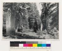 1 mile N of Tahoe Vista. Pine-Fir type of Pinus ponderosa jeffreyi, Abies concolor, Arctostaphylos patula, Ceanothus prostratus. Tree stand is 321. Assoc. spp.: Wyethia mollis, Quercus vaccinifolia, Ceanothus cordulatus. Placer County