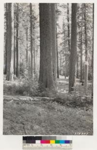 Placerville Quadrangle, California. Pinus ponderosa, Pinus lambertiana virgin timber near Michigan, California logging camp. Reproduction mostly Abies concolor