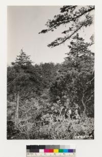 Cedar Moutain, Alameda County. Stand of Dutton Cypress. Arctostaphylos glauca in foreground