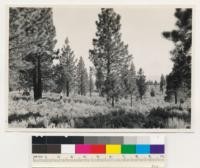 Martis Creek. Very open young Jeffrey pine stand (12) edge of Martis Valley. Shrubs- Artemisia tridentata. Placer County