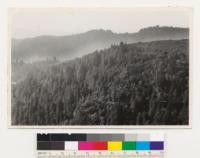 Direction W. Vegetative types: Redwood , chaparral. Species: R, D, Cri, Ag. Location on road 1/4 mile east of Fern Canyon. Exposure E. Firebreak upper right heading to CCC camp below. Douglas fir and Redwood in Fern Co