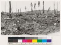 1925 seed spots Antelope mountain burn, Lassen N.F. Local western yellow pine and Jeffrey pine seed