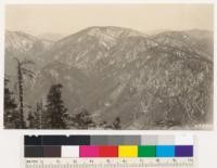 Shows timber (western yellow pine) type in upper Bear Canyon and on top of Mt. Waterman