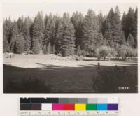 Abandoned clearing and orchard, surrounded by well stacked stand of even-aged Ponderosa pine (SI 200). NW from Camptonville