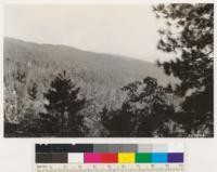 Looking S from High Glade road to virgin Douglas fir, yellow pine, black oak stand partially thinned by logging and fires