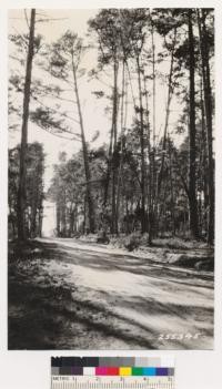 View of Monterey pine type near Cambria