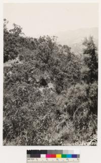 1/4 mile south of Musick. Shows Adenostoma sparsifolium and Adenostoma fasciculatum. Other ssociates are Ceanothus divaricatus, Cercocarpus betulaefolius, Eriogonum fasciculatum foliolosum