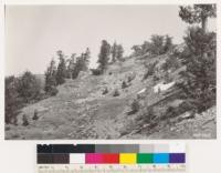 Summit of Mt. Pinos. Stand of limber pine (Pinus flexilis) on north slope near crest of Mt. Pinos. Kern Co