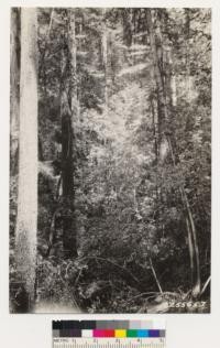 Interior views of Redwood-Douglas fir type on south slopes of Butano Ridge. Dense undergrowth of Tanbark oak