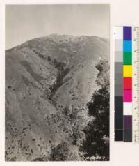 Dominant type Salvia mellifera and Artemisia californica. Note redwood type up ravine and relicts chamise area