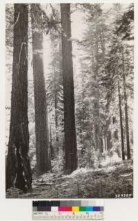 Vicinity of Toulumne Grove of Big trees. Shows view of Sugar pine -White fir stands. Understory shrubs; Rosa sp., Cornus nuttallii, Corylus rostrata, Arctostaphylos patula, Ceanothus integerrimus, Ceanothus parvifolius, Chamaebatia foliolosa, Pteris aquilina