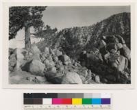 Mt. Rose Rd. 1 mile east of summit. Semi-barren lodgepole pine type on north slope of Slide Mt. Pinus ponderosa jeffreyi in foreground. Washoe County