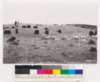 Mather Bros. Ranch. Shows timber sites cleared of interior live oak by cutting for cordwood followed by goat grazing. Note oak stumps and remnant pines. El Dorado Co