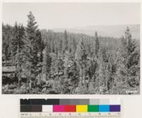 Point on Graeagle-Gold Lake Road. Selectively logged national forest land. Sugar pine, ponderosa pine, white fir, douglas fir and incense cedar type. Understory brush species: Arctostaphylos patula, Quercus vaccinifolia, Ceanothus cordulatus and Prunus emarginata