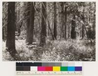 Interior of Lodgepole pine stand. Occasional Red and White fir present. Understory of herbaceous vegetation; probably Senecio lugens exaltatus, Erigeron salsuginosus, Ligusticum grayi and others