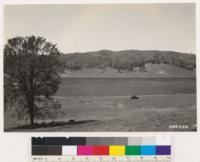 Looking SW across Bendmore Valley. Black oak in foreground at left. Note sugar pine relicts in chaparral in background