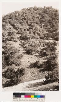Temblor range. Shows northwest slope with stand of Juniperus californica. San Luis Obispo County