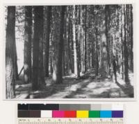 Near highway about 3 miles east of McCloud. Pole timber stand of young growth Ponderosa pine trees between 12" and 20" DBH. WL looking at tree 20" DBH and 99 years old. This stand one of many of such size in Eastside county around McCloud on the sandy soils of lava origin. Site 150-175. Assoc. sp.: Some bitterbrush in left background with Ceanothus cordulatus