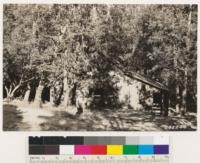 A barn at North San Juan built out of Ponderosa pine lumber from 60-year old second growth