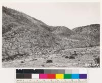 Looking southwest at north slope of Frasier Mt. Shows pinon burn. Note Jeffrey pine at upper left and Pinon at upper right