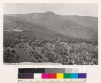 Looking toward Mt. Umunhum. Woodland type on upper north slope of near ridge is chiefly madrone with scattering Black oak, california laurel and Coast live oak. Woodland patches with brushfields beyond consist chiefly of Coast live oak and California laurel