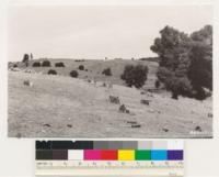 Mather Bros. Ranch. Shows timber sites cleared of interior live oak by cutting for cordwood followed by goat grazing. Note oak stumps and remnant pines. El Dorado Co