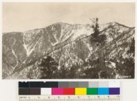 Shows timber type on north sides of Islip and Hawkins, North Baldy Peak in the distance. Composed of sugar and western yellow pine, white fir, and lodgepole pine on ridgetops