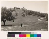 Looking west at Fremont Peak. Woodland grass type of valley oak with occasional California Black oak. Note sage type of Lupinus albifrons