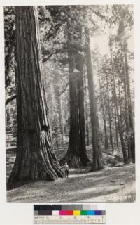 View of Sequoia gigantea stands. Note Dr. Von Ciriacy in picture. Sugar pine and White pine