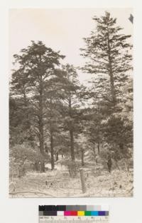 Cedar Mountains, Alameda County. Group of Dutton Cypress; one tree measured 24.9 inches DBH and 62 feet high