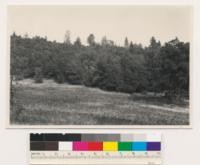 2-3/4 miles south of Dobbins. Dense woodland Quercus wislizenii of # 2 size in air photo. Assoc. spp.: Pinus sabiniana, Quercus kelloggii, Pseudotsuga taxifolia; Quercus lobata on side. Yuba County