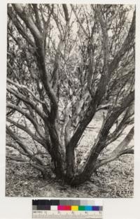 Detail of branching and stem characteristics of Arctostaphylos nissenana. Trunk branches close to the ground level but does not develop a woody platform. Stems with black, shreddy bark, the outer layers of which may be removed with ease. Head of Martinez Creek, south of Diamond Springs