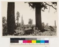 Pine Mt. area east of Cloverdale. Remnant sugar pine associated with Arctostaphylos manzanita and Quercus kelloggii. Sonoma County