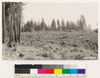 Along Auburn-Grass Valley Road. Cutover area of Pinus ponderosa and P. lambertiana showing Arctostaphylos viscida, Ceanothus lemmoni and grass coming in between the stumps. Conifer reproduction absent