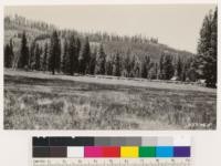 Jonesville, north slope. Young fir stands; portions killed by fire of 1926