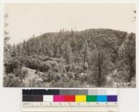 Looking south at remnant Ponderosa pine area. Woodland and brush species are as for # 265669-70. (Pinus sabiniana,Quercus wislizenii, Quercus kelloggii, Photinia arbutifolia, Ceanothus cuneatus)