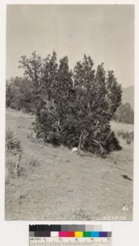 Juniper near large valley south of Havilah Ranger Station, Caliente quadrangle