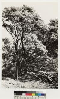 South slope of Morro Creek. Shows Arctostaphylos pechoensis (serpentina) 15' high, 12 " diameter, 1' above ground. Note height 15' indicated as by 3' rule. Assoc. species: Quercus durata, Salvia mellifera, Photinia arbutifolia, Adenostoma fasciculatum, Yucca whipplei