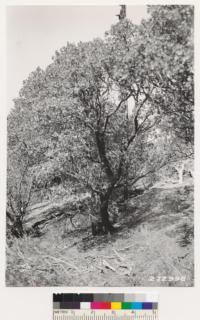 Views of the Arctostaphylos pilosula that is associated with the Coulter pine in the locality shown. This is a species that does not sprout following fire