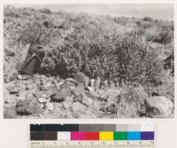 Reno Quadrangle, Nevada. Atriplex confertifolia on typical aspect of Clark's Station