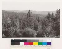 From open hill just north of Brownsville. Looking north and east showing second growth stand of ponderosa pine. Fir type in foreground: black oak, madrone, tanoak, Ceanothus integerrimus, Chamaebatia foliolosa, Arctostaphylos viscida. Yuba Co