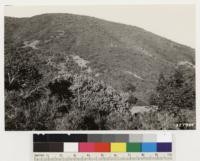 Looking northeast at southerly slopes of Morro Creek. Shows association of chamise and Arctostaphylos obispoensis (Burnett Creek var.). Individual indicated by 3' rule